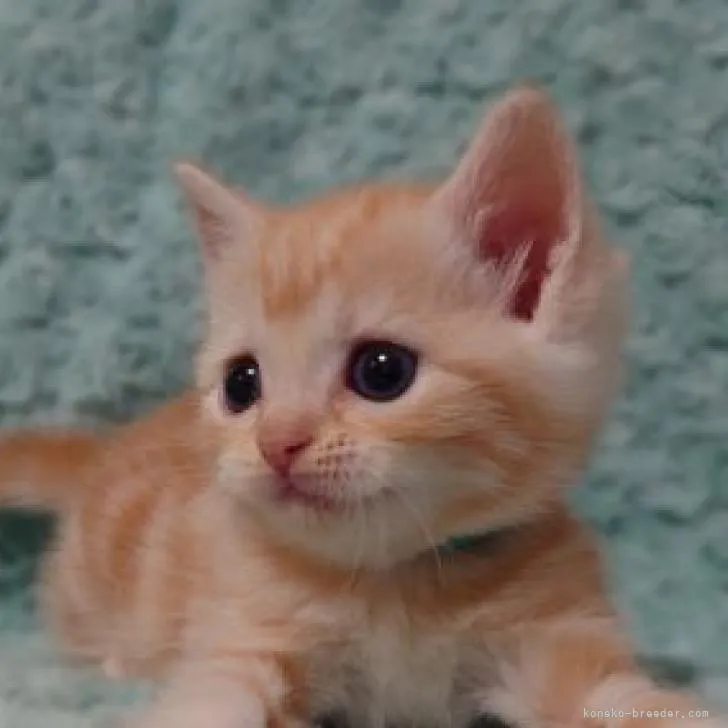 ID：2209-01139の子猫