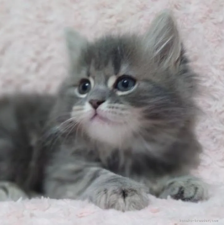 ID：2211-02250の子猫