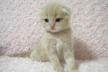 スコティッシュフォールド(折れ耳)【群馬県・男の子・2021年5月17日・クリームタビー(ロング)】の写真「もふもふの人懐こい子です♪」