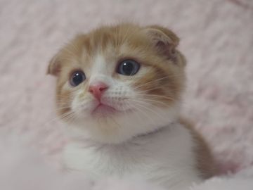スコティッシュフォールド(折れ耳)【群馬県・男の子・2021年7月16日・レッドタビー&ホワイト】の写真「おとなしくて女の子みたいな男の子です♪」