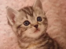 スコティッシュフォールド(立ち耳)【群馬県・女の子・2020年10月5日・シルバーパッチドタビー】の写真1「11月9日撮影」