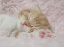 スコティッシュフォールド(折れ耳)【群馬県・男の子・2021年7月16日・レッドタビー&ホワイト】の写真1「8/27撮影」