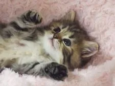 スコティッシュフォールド(立ち耳)【群馬県・女の子・2021年9月23日・ブラウンタビー(ロング)】の写真1「10/28 撮影」