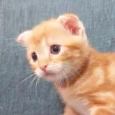 スコティッシュフォールド(折れ耳)【群馬県・男の子・2024年6月15日・レッドタビー】の写真1「おもちゃが大好き✨」