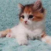 スコティッシュフォールド(立ち耳)【群馬県・女の子・2023年4月11日・キャリコ(ロング)】の写真1「5/31　撮影♪」