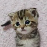 スコティッシュフォールド(立ち耳)【群馬県・女の子・2022年8月11日・ブラウンパッチドタビー】の写真1「9/11撮影♪」