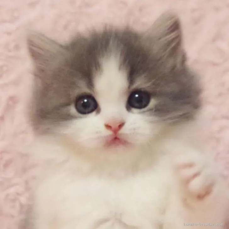 ID：2211-02248の子猫