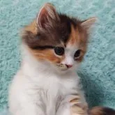 スコティッシュフォールド(立ち耳)【群馬県・女の子・2023年4月11日・キャリコ(ロング)】の写真2「5/31　撮影♪」