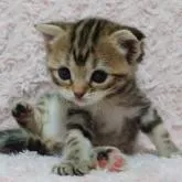 スコティッシュフォールド(立ち耳)【群馬県・女の子・2022年8月11日・ブラウンパッチドタビー】の写真2「9/11撮影♪」