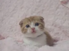 スコティッシュフォールド(折れ耳)【群馬県・男の子・2021年7月16日・レッドタビー&ホワイト】の写真2「8/23撮影」