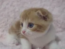 スコティッシュフォールド(折れ耳)【群馬県・男の子・2021年7月16日・レッドタビー&ホワイト】の写真3「8/23撮影」