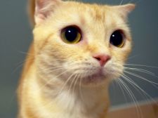 スコティッシュフォールド【・女の子・2017年9月23日・レッドタビー】