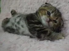 スコティッシュフォールド(折れ耳)【群馬県・女の子・2020年10月5日・ブラウンタビー】の写真4「11月16日撮影」