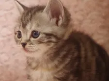 スコティッシュフォールド(立ち耳)【群馬県・女の子・2020年10月5日・シルバーパッチドタビー】の写真4