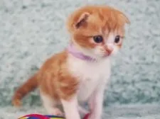 スコティッシュフォールド(折れ耳)【群馬県・男の子・2021年7月16日・レッドタビー&ホワイト】の写真4「8/12撮影」