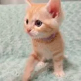 スコティッシュフォールド(立ち耳)【群馬県・男の子・2022年8月11日・レッドタビー】の写真4「9/27撮影♪」