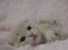 スコティッシュフォールド(折れ耳)【群馬県・男の子・2021年9月23日・クリーム】の写真5「10/22撮影」