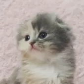 スコティッシュフォールド(折れ耳)【群馬県・女の子・2025年3月28日・ダイリュートキャリコ】の写真3