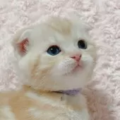 スコティッシュフォールド(折れ耳)【群馬県・男の子・2025年1月14日・レッドタビー】の写真10