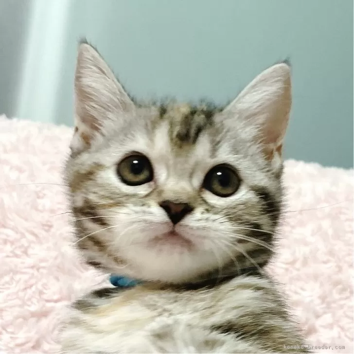 ID：2507-00121の子猫