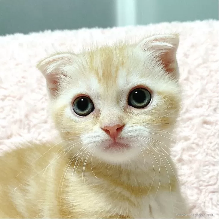 ID：2507-00123の子猫