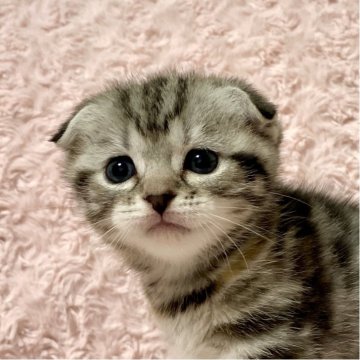 スコティッシュフォールド(折れ耳)【群馬県・女の子・2025年10月24日・シルバーパッチドタビー】の写真「たれ耳たれ目ちゃん✨とってもかわいい女の子🐱💕」