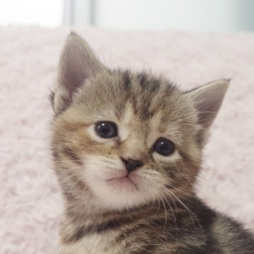 スコティッシュフォールド(立ち耳)【群馬県・女の子・2025年10月24日・ブラウンタビー】の写真「ふわふわ💛たれ目のかわいい女の子🐱💕」