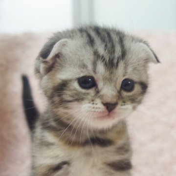 スコティッシュフォールド(折れ耳)【群馬県・女の子・2025年10月24日・シルバーパッチドタビー】の写真「たれ耳たれ目ちゃん✨とってもかわいい女の子🐱💕」