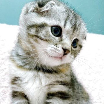 スコティッシュフォールド(折れ耳)【群馬県・女の子・2025年10月24日・シルバーパッチドタビー】の写真「★12/19掲載終了★甘えん坊な女の子🐱💕」