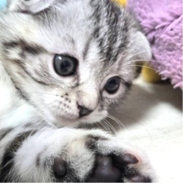 スコティッシュフォールド(折れ耳)【群馬県・女の子・2025年10月24日・シルバーパッチドタビー】の写真「たれ耳たれ目ちゃん✨とってもかわいい女の子🐱💕」