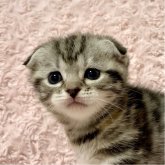 スコティッシュフォールド(折れ耳)