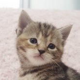 スコティッシュフォールド(立ち耳)