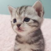 スコティッシュフォールド(立ち耳)