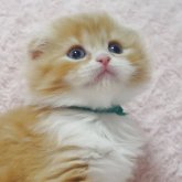 スコティッシュフォールド(折れ耳)