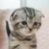 スコティッシュフォールド(折れ耳)