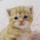 スコティッシュフォールド(折れ耳)