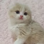 スコティッシュフォールド(折れ耳)【群馬県・男の子・2025年12月25日・クリーム&ホワイト】の写真7