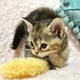 スコティッシュフォールド(立ち耳)【群馬県・女の子・2025年6月4日・ブラウンパッチドタビー】の写真4