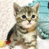 スコティッシュフォールド(立ち耳)【群馬県・女の子・2025年6月4日・ブラウンパッチドタビー】の写真5