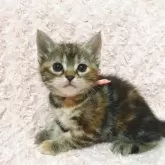 スコティッシュフォールド(立ち耳)【群馬県・女の子・2025年6月4日・ブラウンパッチドタビー】の写真7