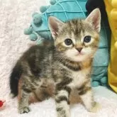 スコティッシュフォールド(立ち耳)【群馬県・女の子・2025年6月4日・ブラウンパッチドタビー】の写真8