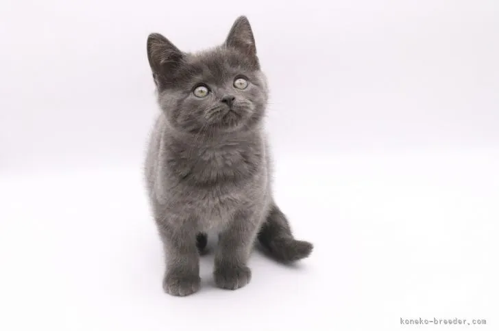 Y.M 様のお迎えした子猫