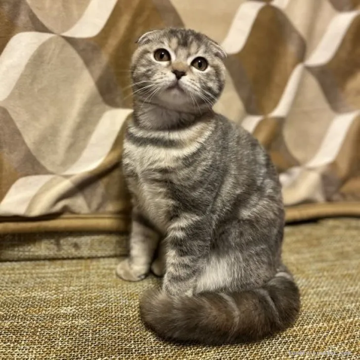 ID:2308-01483の子猫