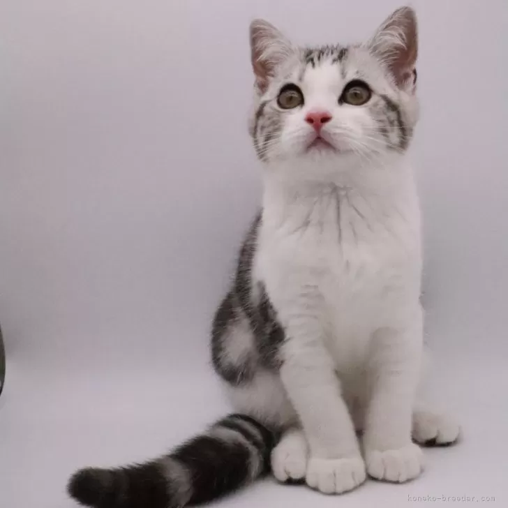 ID：2406-01877の子猫