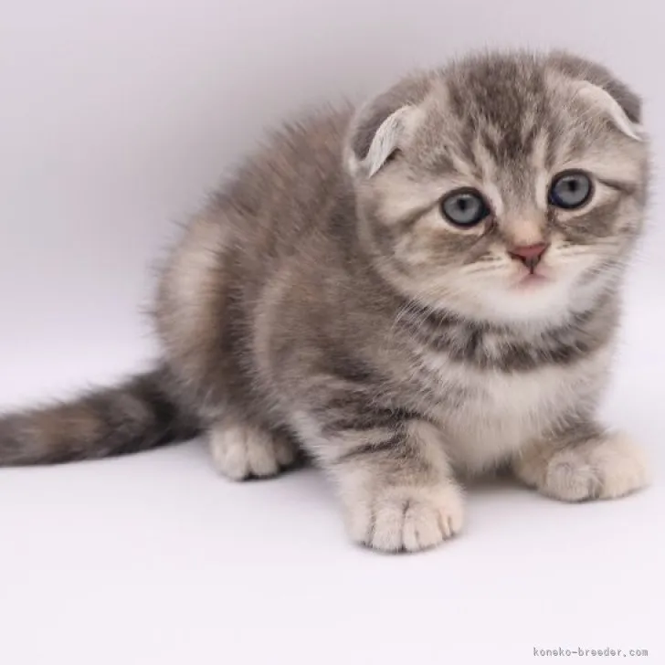 ID：2304-01881の子猫