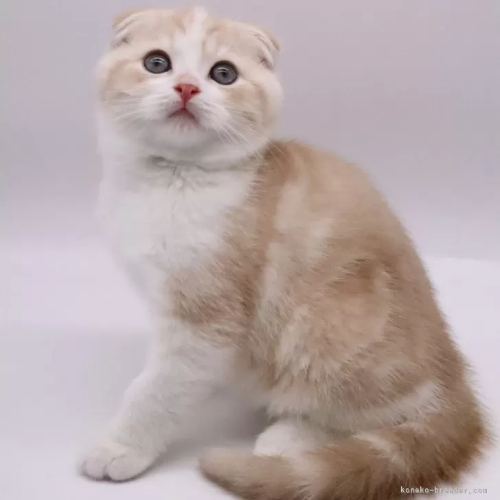 ゆき 様のお迎えした子猫
