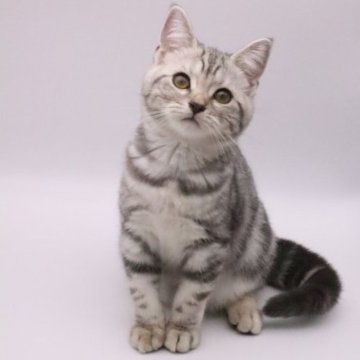 スコティッシュフォールド(立ち耳)【三重県・女の子・2023年7月17日・シルバータビー（ショートヘアー短毛）】の写真「2回目ワクチン接種済、ご見学後即日お迎え可能です。」