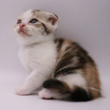 スコティッシュフォールド(折れ耳)【三重県・女の子・2023年7月17日・シルバートービー(お母さんと同じ柄が素敵)（ショートヘアー(短毛)）】の写真「女の子特有のパッチド柄、お母さん譲りの美猫ちゃん」