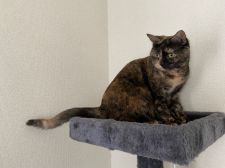 スコティッシュストレート【・女の子・2018年11月22日・ブラウントービー】