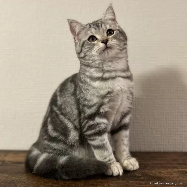 ユリ 様のお迎えした子猫